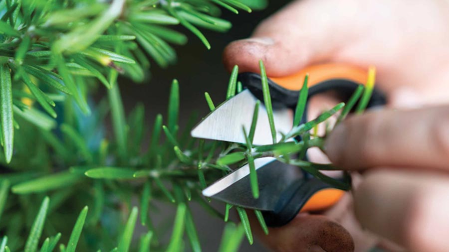 ciseaux à herbes Solid SP220 Fiskars ciseaux à herbes Solid SP220 Fiskars